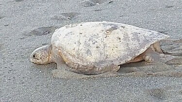 Refugio de tortugas, en riesgo por daño a playa en Veraguas