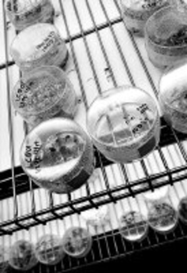 INNOVA El cultivo in vitro de algas