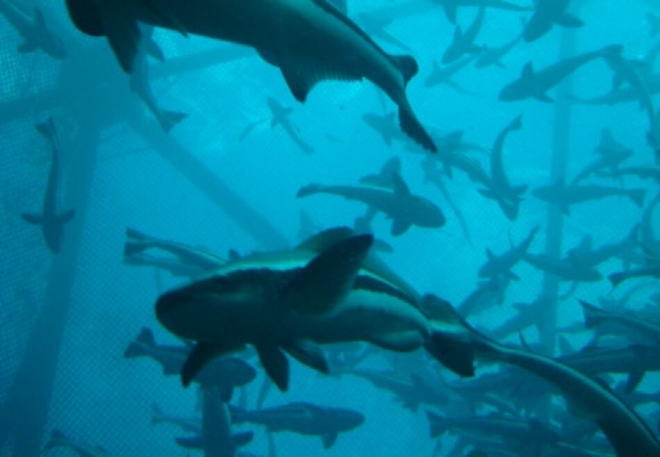 Acuicultura producirá casi dos tercios del pescado mundial en 2030, según FAO