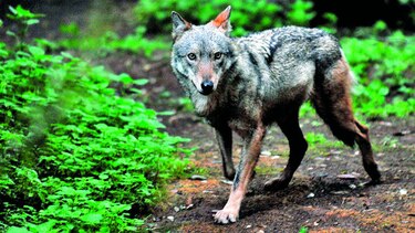 la batalla de italia contra los lobos