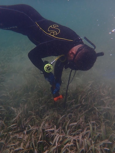 ¿Por qué son importantes los pastos marinos? Clave para la pesca, el clima y la protección costera