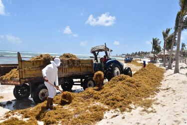 La limpieza del sargazo moviliza a voluntarios en Puerto Rico para salvar la vida marina