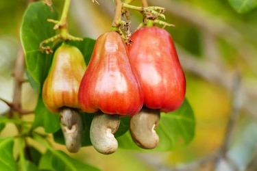 Marañón en peligro: el Idiap evalúa material genética para combatir hongos en su cultivo
