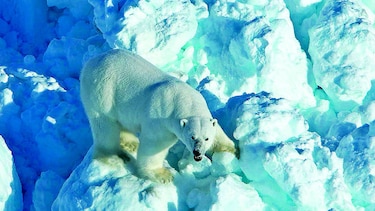 Osos polares en riesgo por el cambio climático