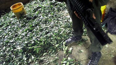 Estados Unidos reporta alza de cultivos de coca en Colombia