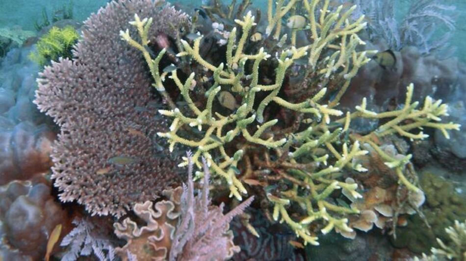Propuesta de ley busca conservación de los arrecifes coralinos en el país