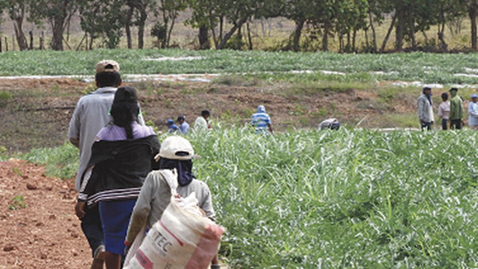 Las cucurbitáceas se mudan de Azuero