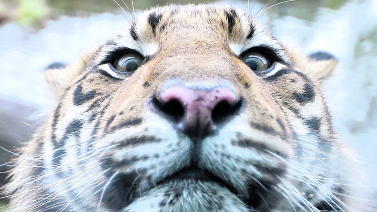 Uno de los tres cachorros de tigre de Sumatra camina alrededor del recinto antes de pasar la revisión en el zoológico.