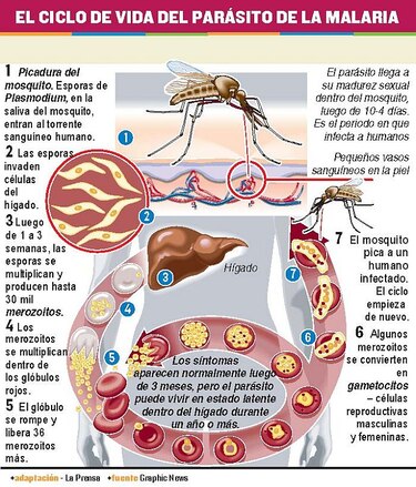 Estudian antígenos contra ‘P. vivax’, causante de malaria