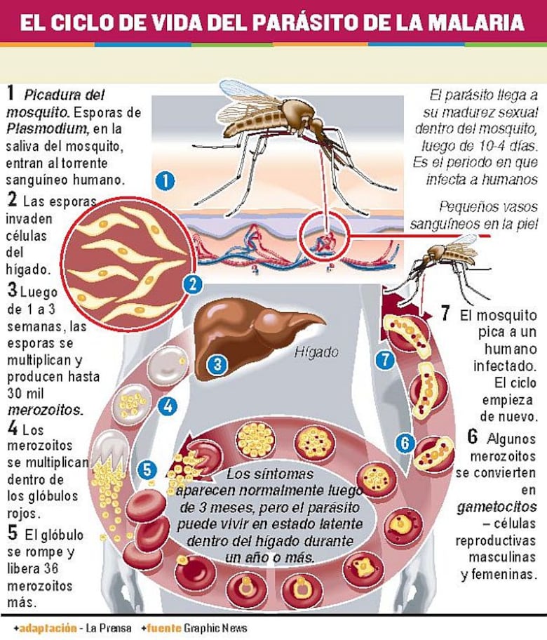 Estudian antígenos contra ‘P. vivax’, causante de malaria