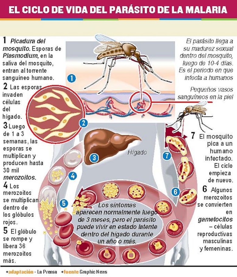 Estudian antígenos contra ‘P. vivax’, causante de malaria
