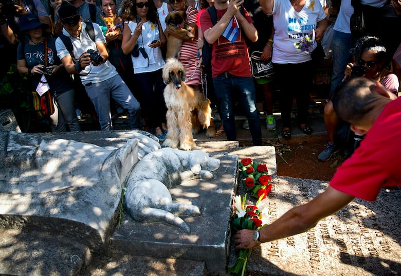 Hecho inédito: Cuba autoriza marcha de un grupo defensor de animales