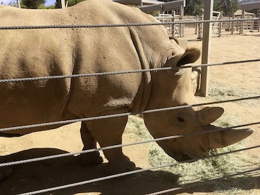 El embarazo de una rinoceronte en un zoológico de EU puede salvar una subespecie