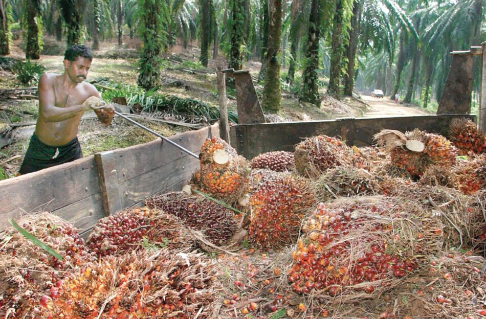 Estados Unidos sanciona a segundo productor de aceite de palma de Malasia