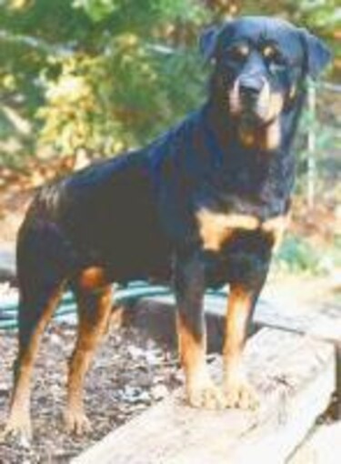 Conociendo a los rottweiler