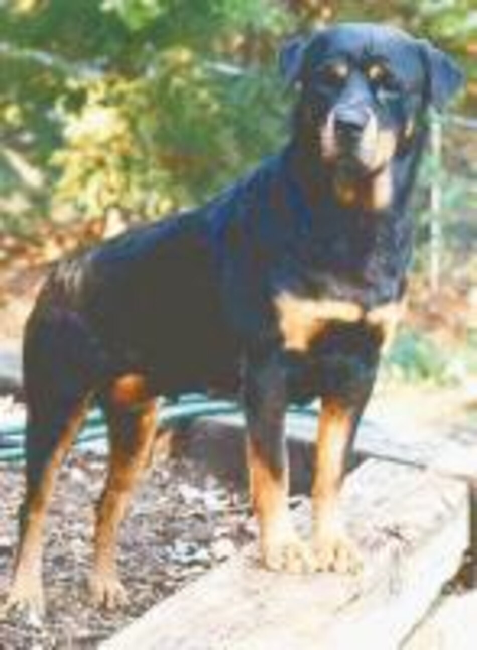 Conociendo a los rottweiler