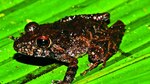 Por la conservación de los anfibios