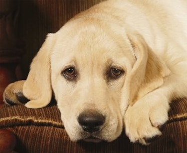 Los perros y el miedo a los truenos