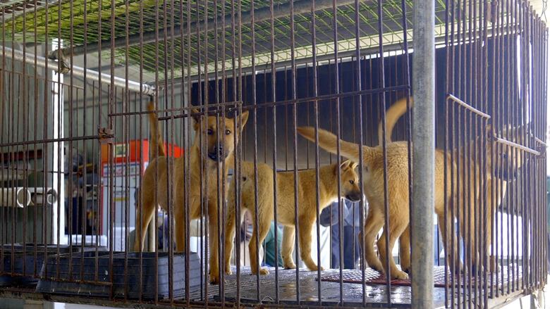El dilema de Corea del Sur sobre qué hacer con medio millón de perros tras prohibir el consumo de su carne