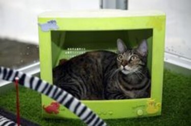 Huésped de cuatro patas