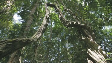 Recelo y dudas luego del baile de la serpiente
