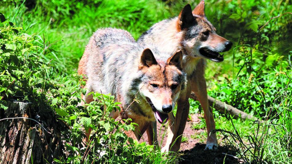 Francia autoriza el sacrificio de hasta 40 lobos