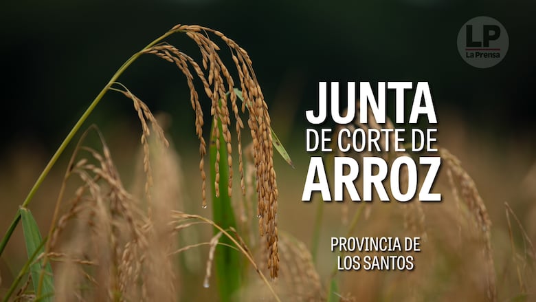 Una junta de corte de arroz en la Laguna de Pocrí