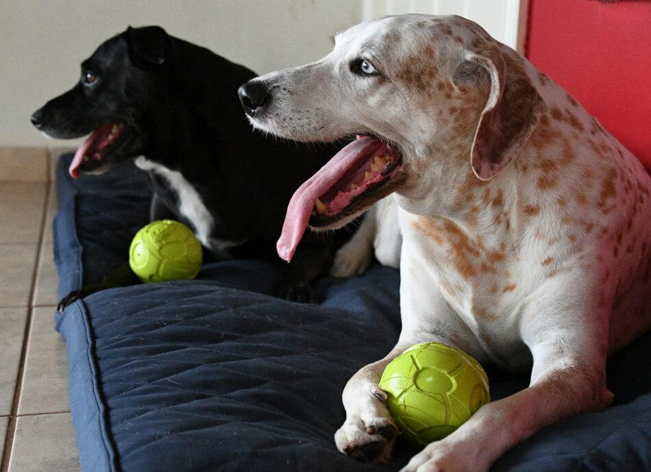 Los defensores de los animales abogan por penas de cárcel por el maltrato a mascotas