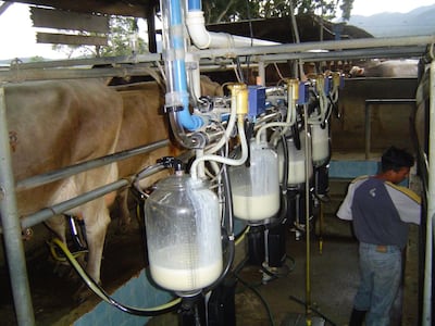 Verano fuerte y menor consumo golpean producción láctea