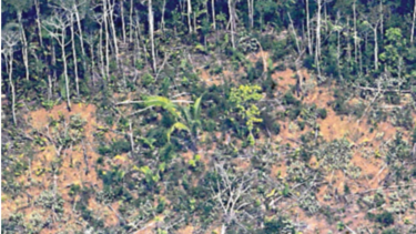 Apetito de los británicos por el pollo contribuye a desforestación latina