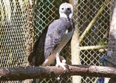 Águila ´Panamá´ cumple 5 años
