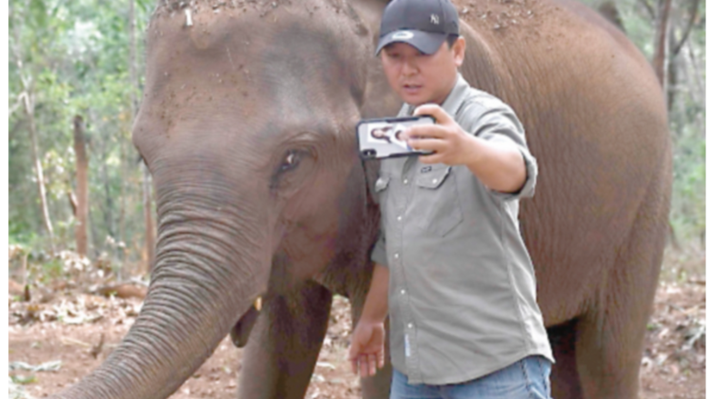 Ola migratoria de elefantes por el coronavirus