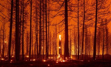 El cambio climático es la principal causa de los incendios en el oeste de Estados Unidos