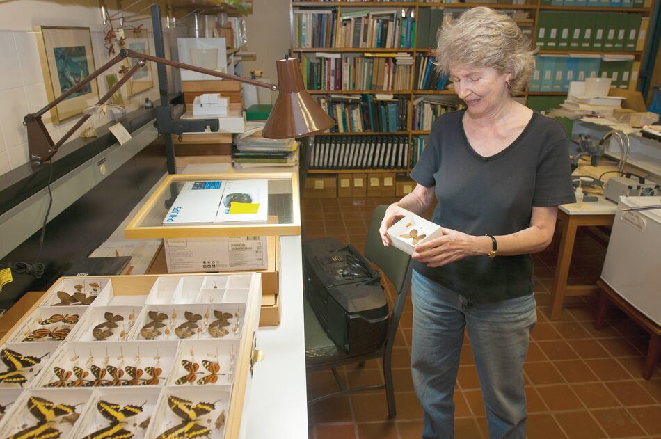 Buscando una nueva especie de cigarra