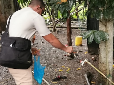 Detectan dos nuevos casos de virus hanta en la provincia de Los Santos