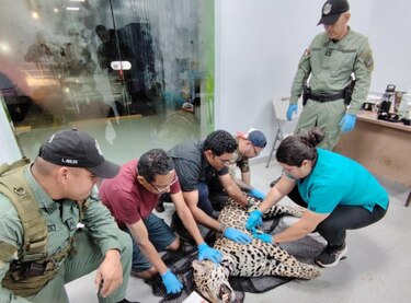 Confirman muerte de jaguar tras atropello en la autopista Panamá-Colón