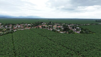 Chiquita Panamá inicia despido masivo de 5,000 trabajadores; este viernes entregará liquidaciones