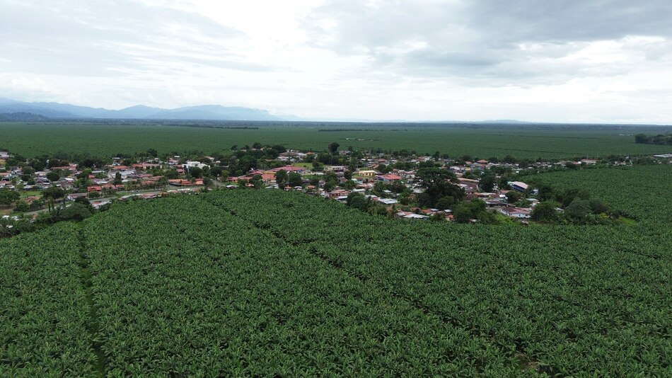 Chiquita Panamá inicia despido masivo de 5,000 trabajadores; este viernes entregará liquidaciones