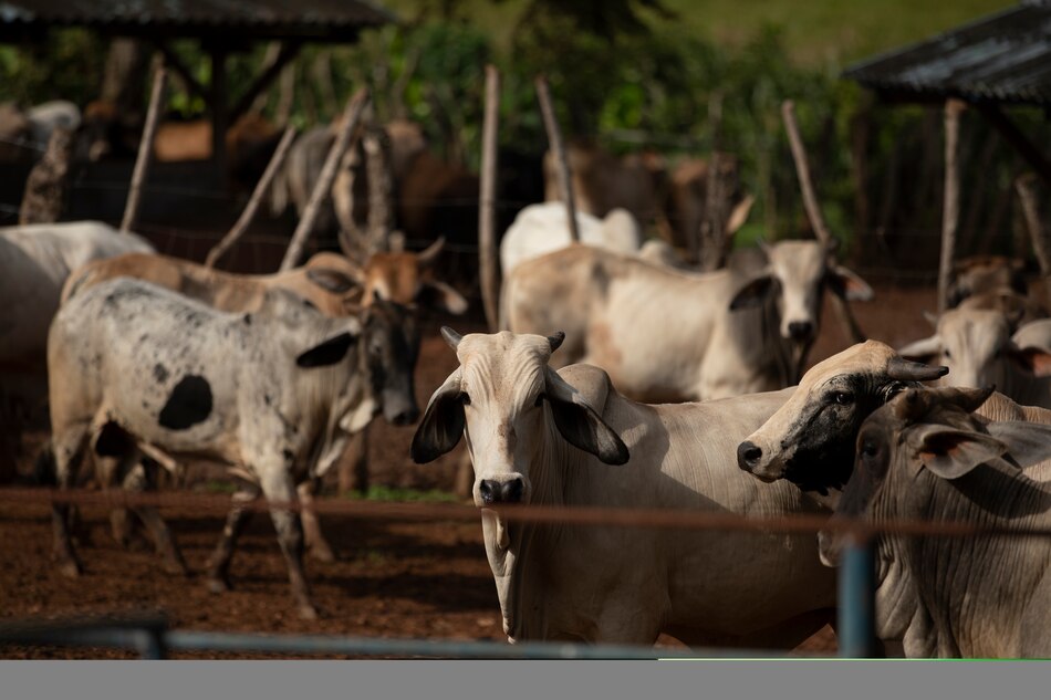 Sector ganadero enfrenta escasez de insumos