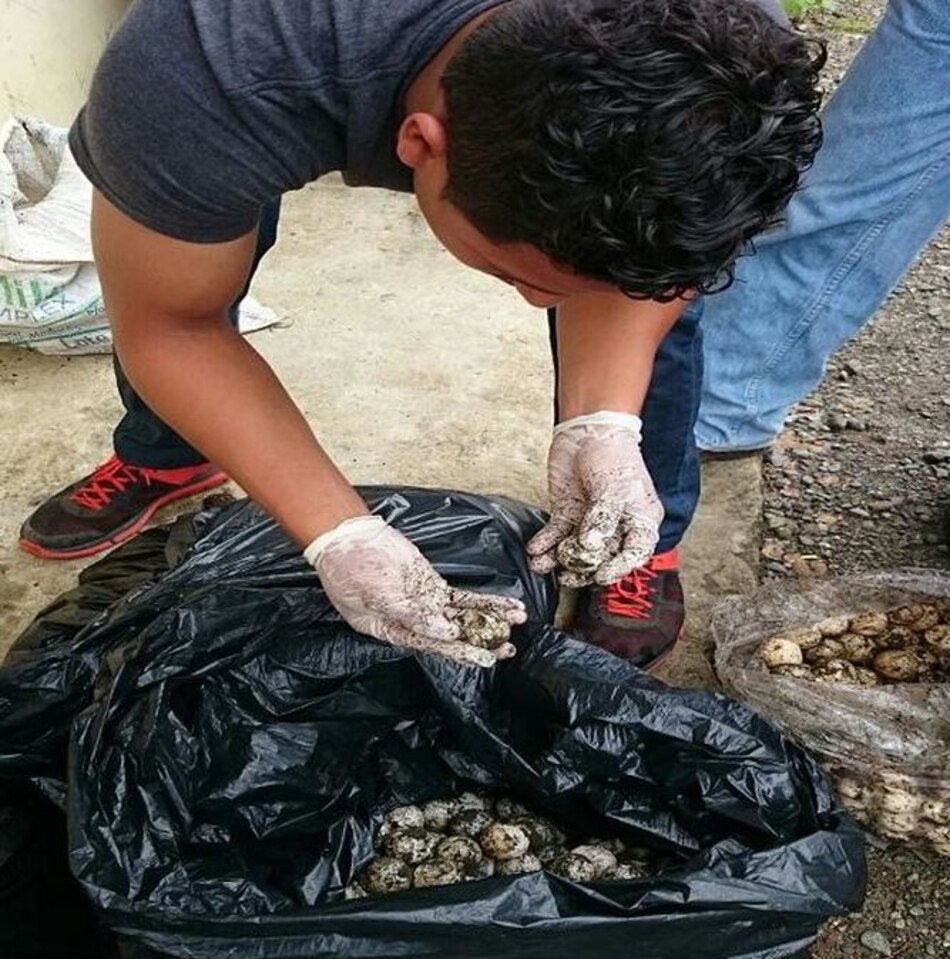 Multan a traficante de huevos de tortuga en Los Santos