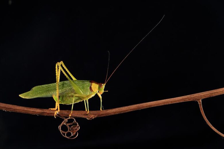 Cómo los cantos de los saltamontes amplían los conocimientos de los investigadores sobre los insectos tropicales