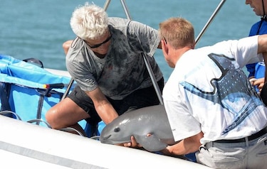 Crece riesgo de extinción de vaquita marina en México al fracasar rescate