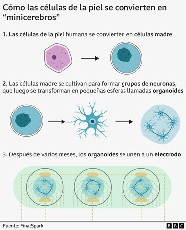 Los minicerebros humanos desarrollados por científicos para "alimentar" computadoras