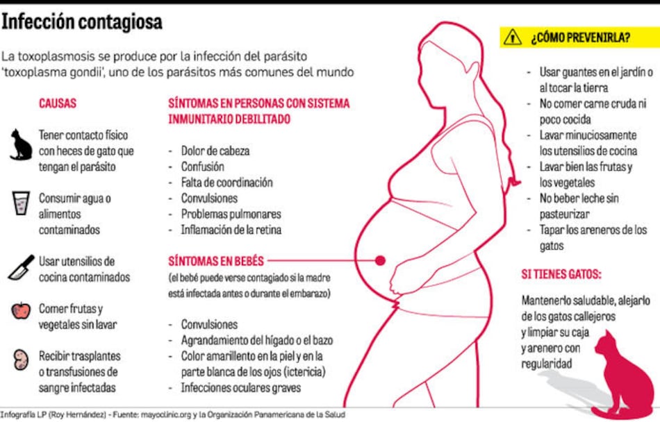 Toxoplasmosis, un riesgo latente