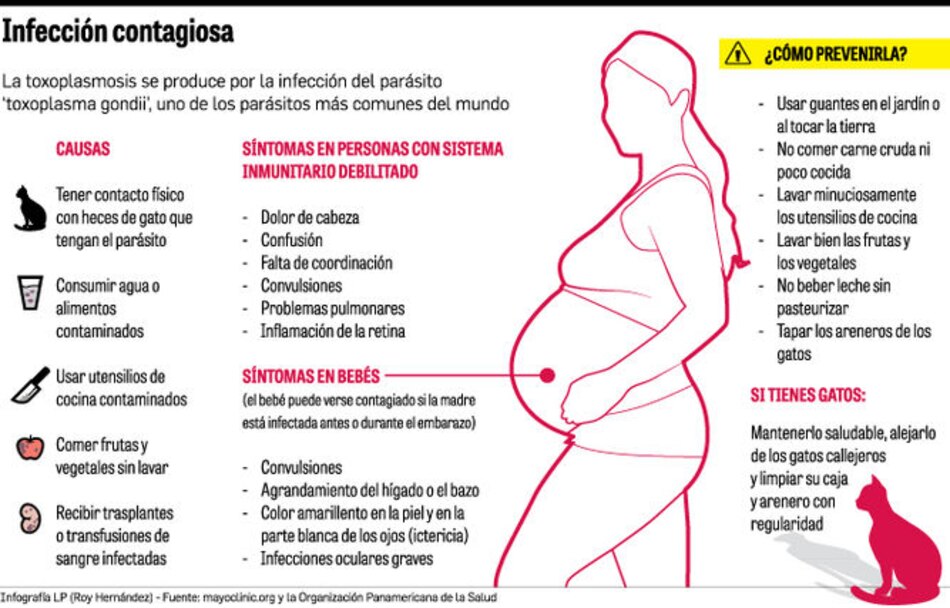 Toxoplasmosis, un riesgo latente