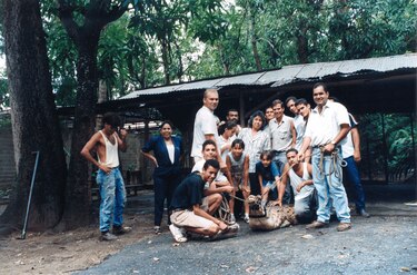 Cómo Juancho, un caimán del Orinoco, juega desde Dallas un papel clave para impedir la extinción de su especie