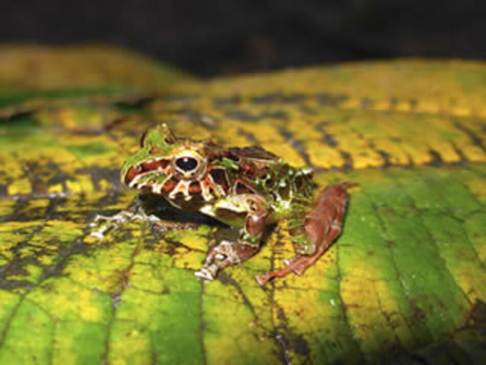 Devastador ‘superhongo’ amenaza con arrasar a los anfibios en Panamá