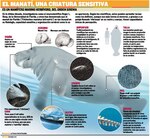 Los sirenios del lago Gatún y Bocas del Toro