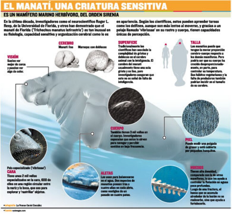 Los sirenios del lago Gatún y Bocas del Toro
