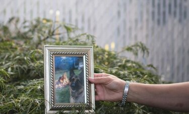 Muere el primer perro que dio positivo en prueba de covid-19 en Estados Unidos